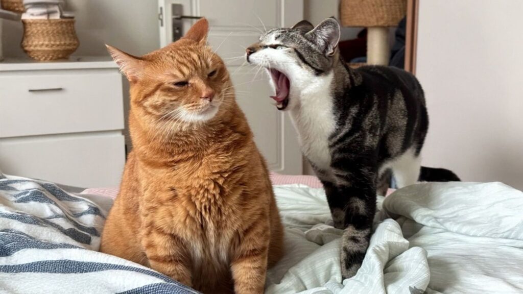  Funny Cat Names Boy