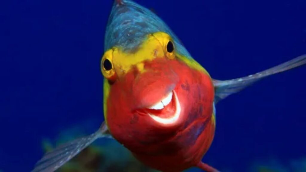 Funny Fish Names