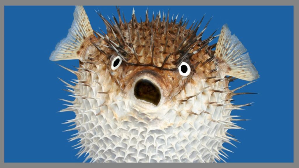  Funny Fish Names Scientific