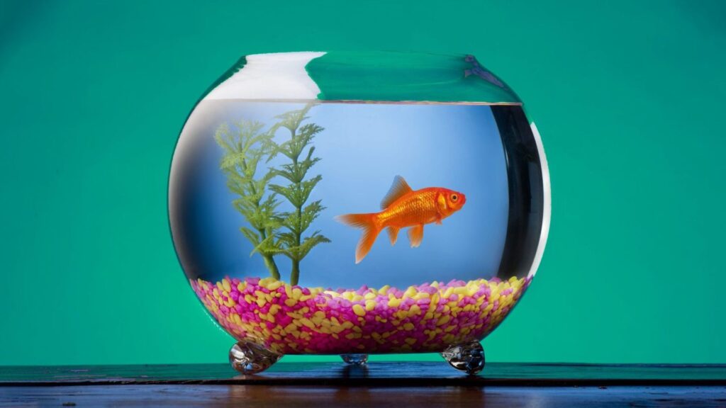  Funny Pet Fish Names