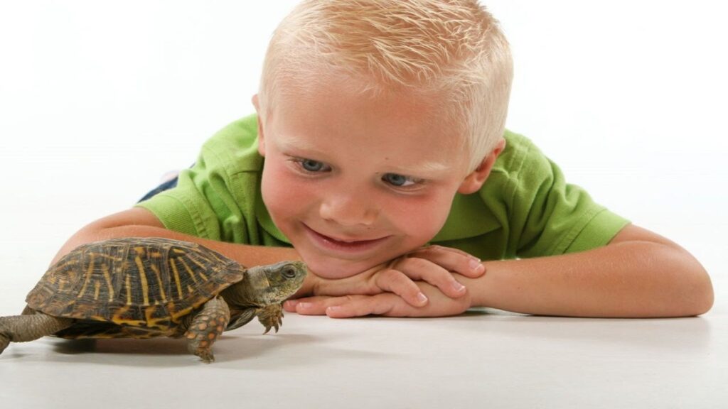  Funny Pet Turtle Names