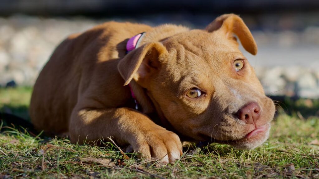  Gangster Pitbull Dog Names
