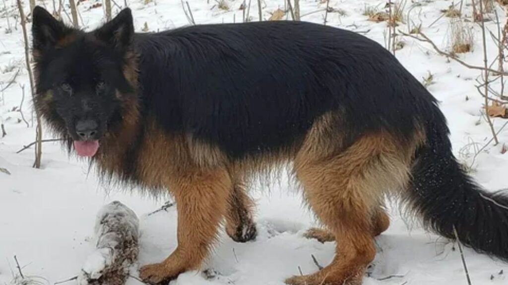 German Shepherd Dog Names