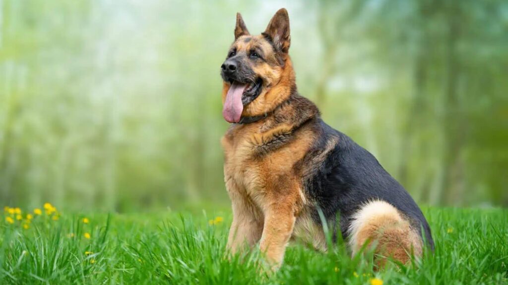 German Shepherd Dog Names Male
