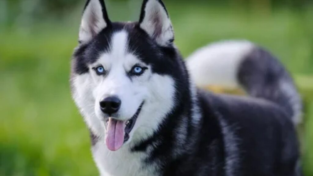 Girl Husky Dog Names