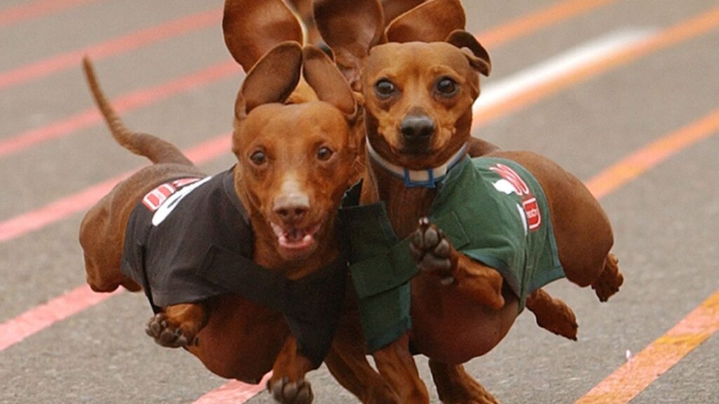  Girl Wiener Dog Names