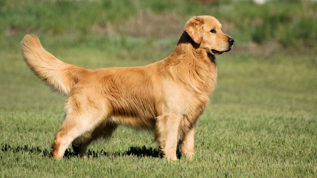 Golden Retriever Dog Names