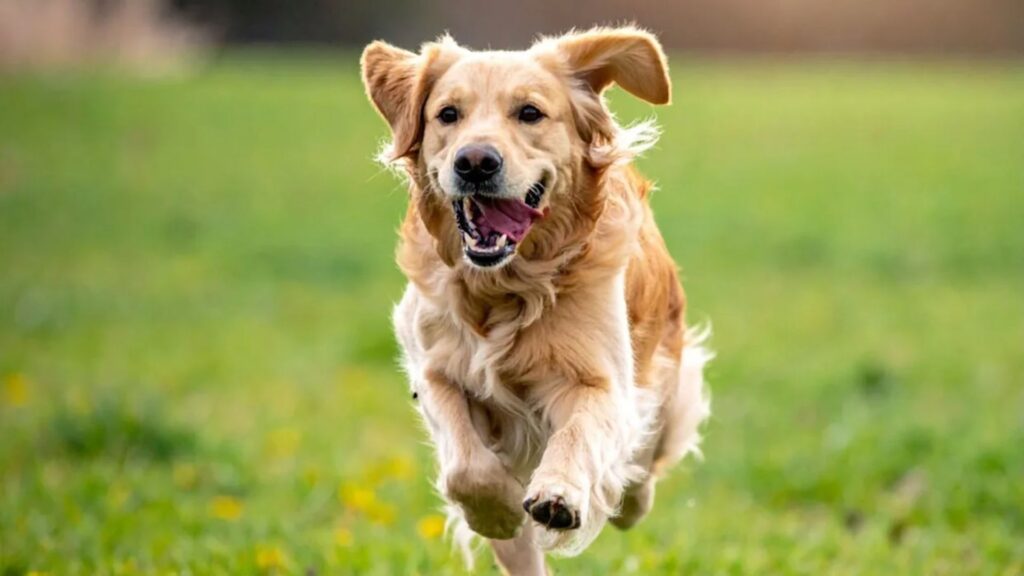  Golden Retriever Dog Names Boy