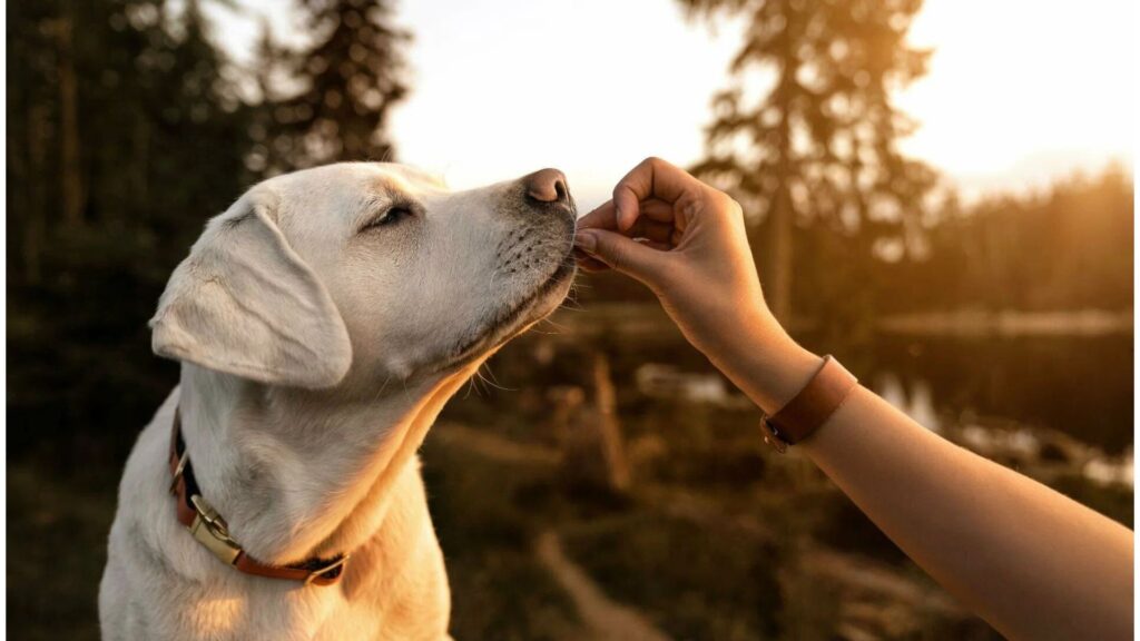  Good Dog Names for Boys