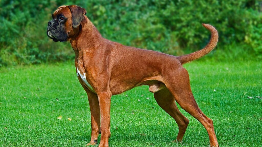 Good Male Dog Names