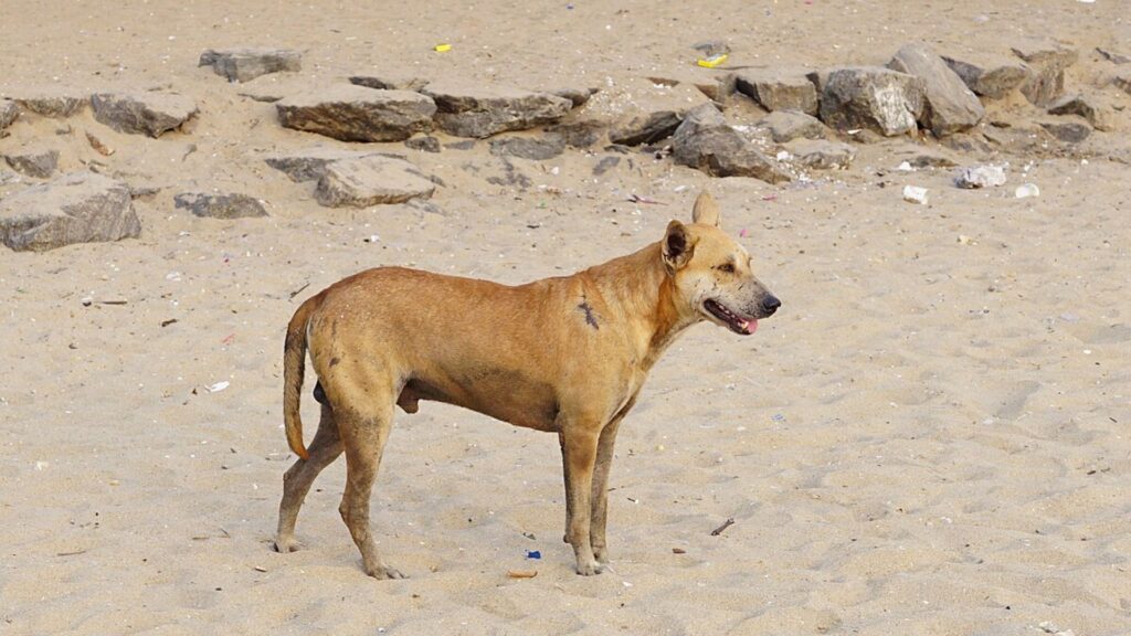  Indian Dog Names Male 