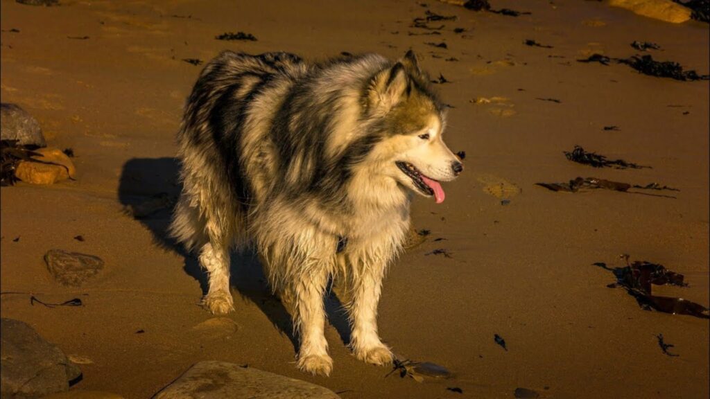  Male Dog Names for Brown Dogs