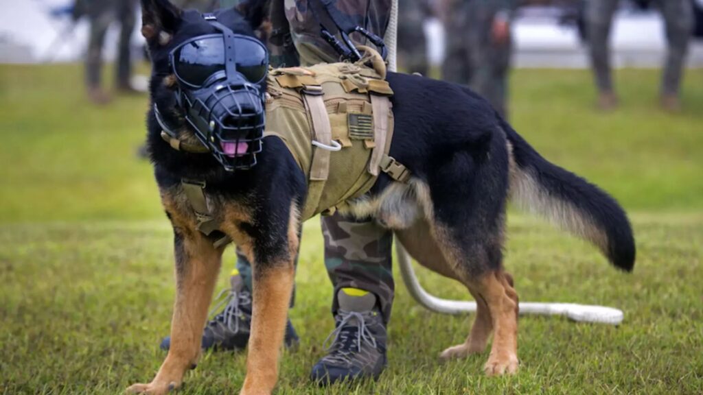 Military Dog Names Male