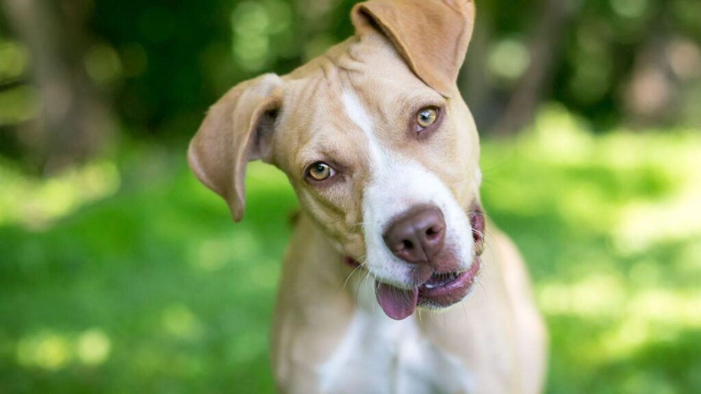 One Syllable Dog Names