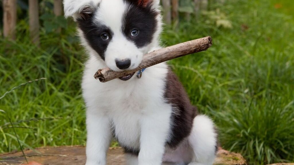 One Syllable Dog Names Boy