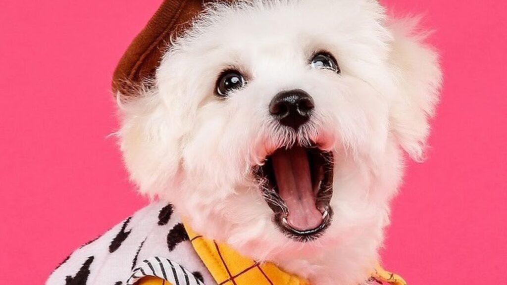  One Syllable Dog Names Girl