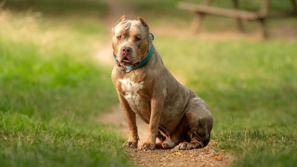  Pitbull Dog Names Male