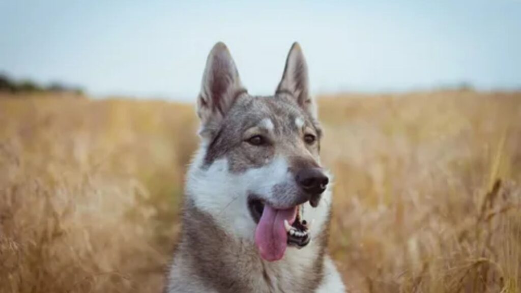  Russian Dog Names Male