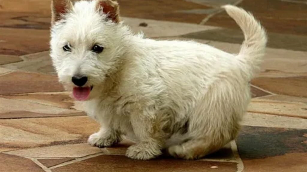  Scottish Dog Names Male