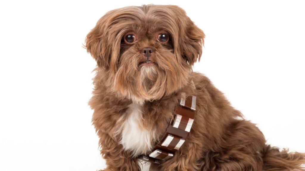  Star Wars Dog Names Girl