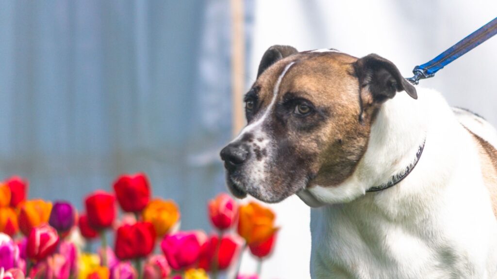  Strong Female Dog Names Unique