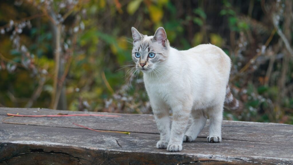  Unique Cat Names Female
