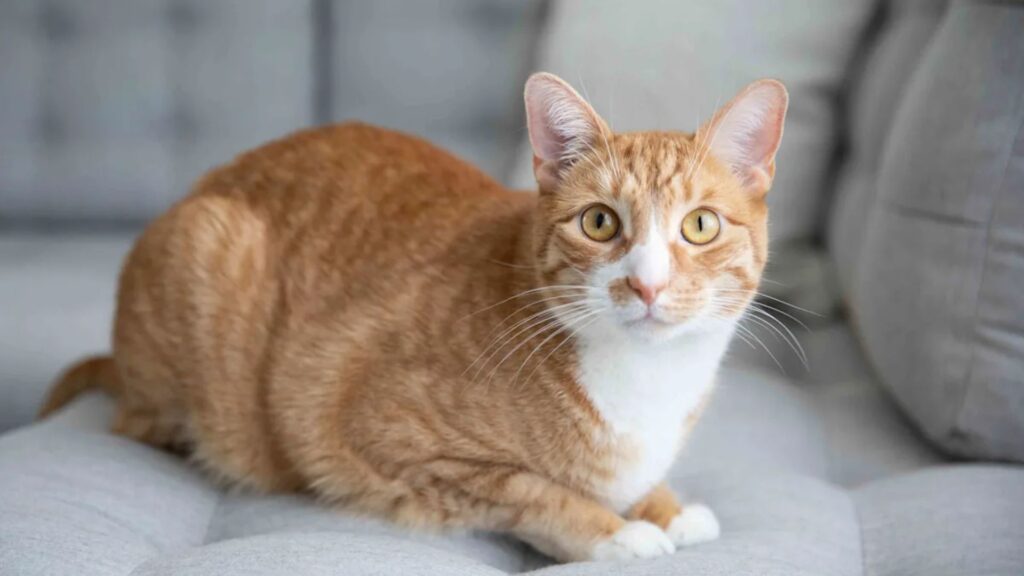  Unique Cat Names Male