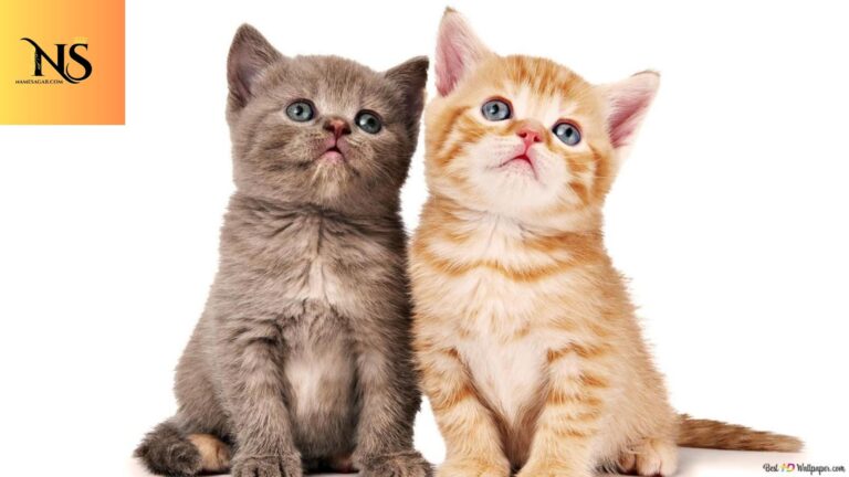 300 Cute Fantasy Pet Names With Magical Meanings 2026
