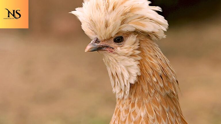 350 Cute Pet Chicken Names With Funny Meaningful Ideas 2026