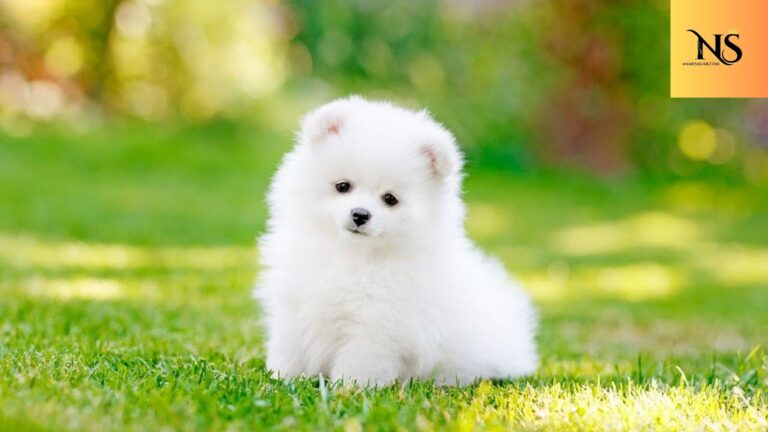 400 Best Unique Puppy Names with Meanings for 2026