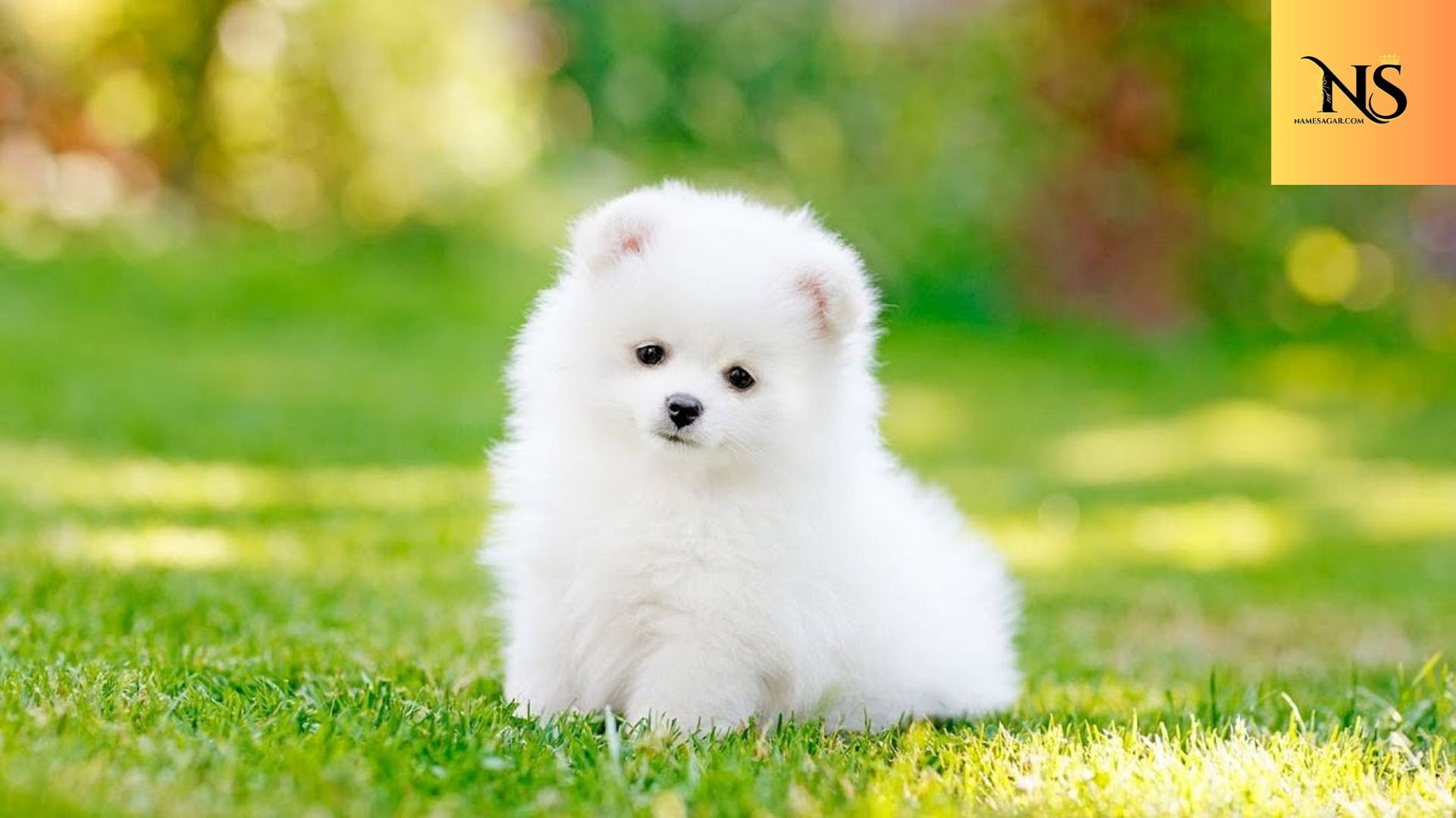 400 Best Unique Puppy Names with Meanings for 2026