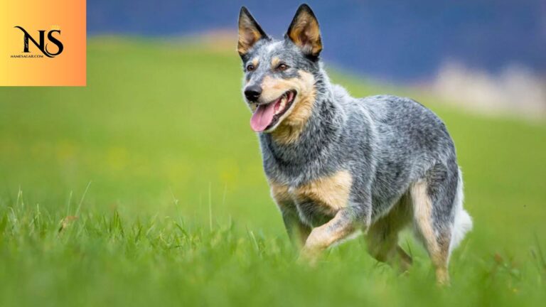 450 Cute Australian Dog Names Inspired by Aussie Life 2026