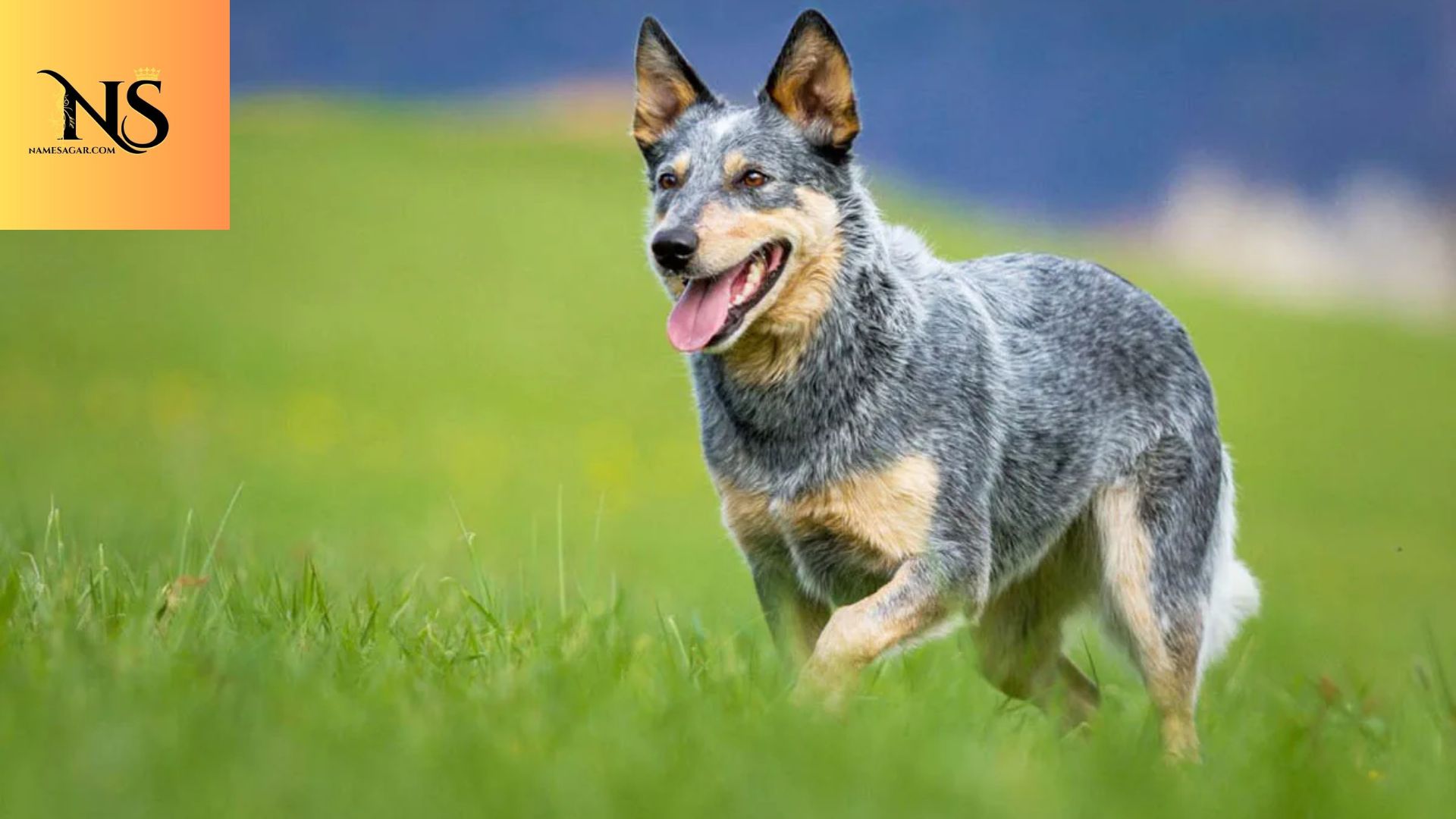 450 Cute Australian Dog Names Inspired by Aussie Life 2026