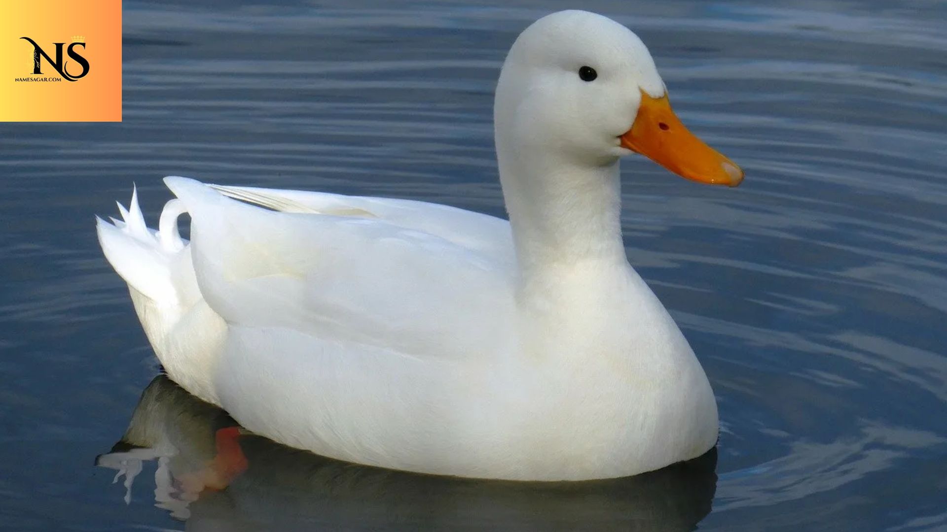 450 Cute Pet Duck Names With Fun Meanings 2026