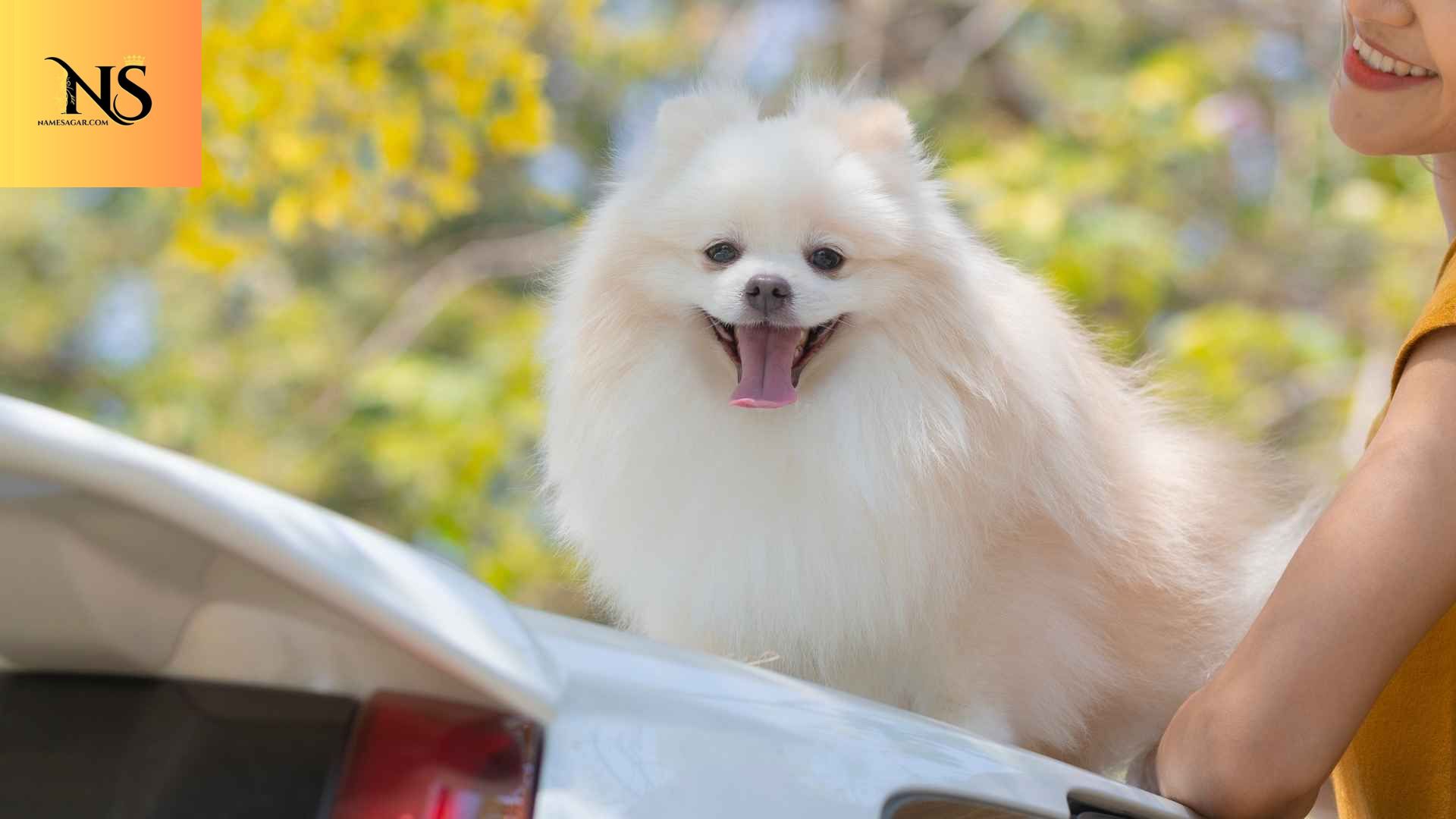 450 Unique Indian Male Dog Names With Meanings 2026