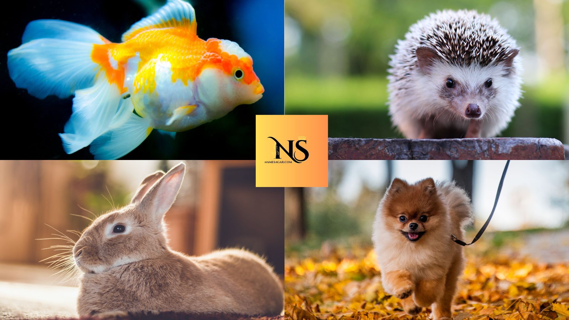 550 Best Animal Names for Pets with Meanings for 2026