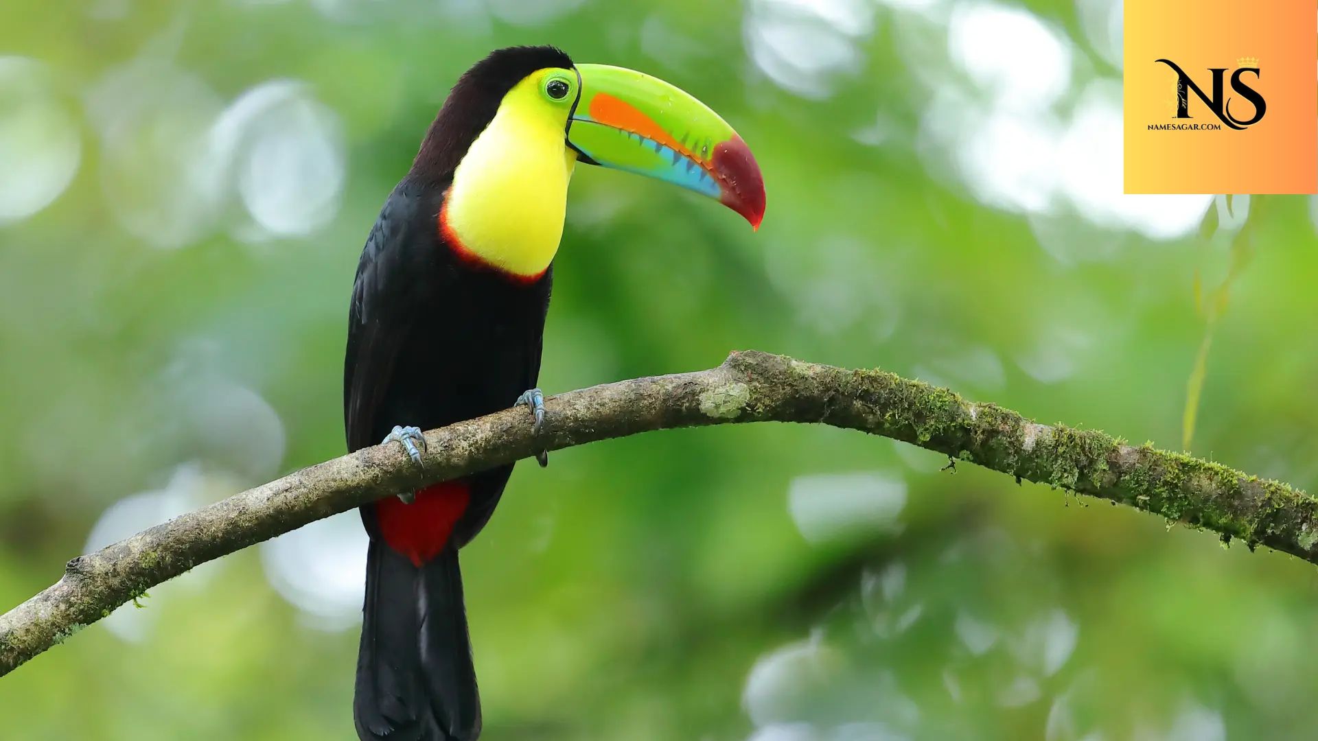 750 Best Bird Names With Meaning for 2026