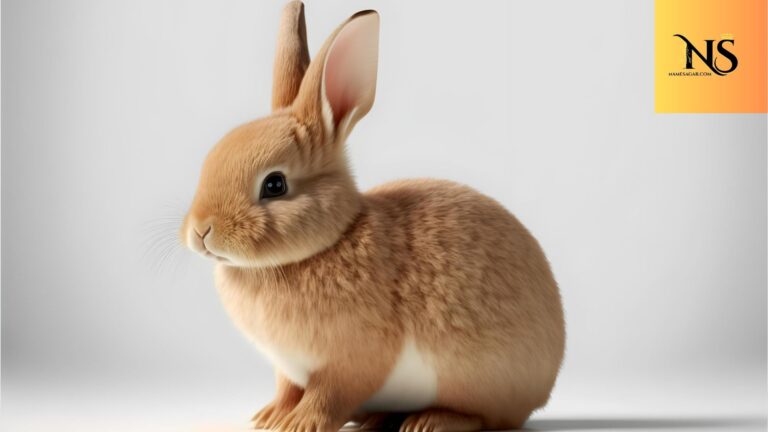 950 Best Rabbit Names With Meanings for 2026