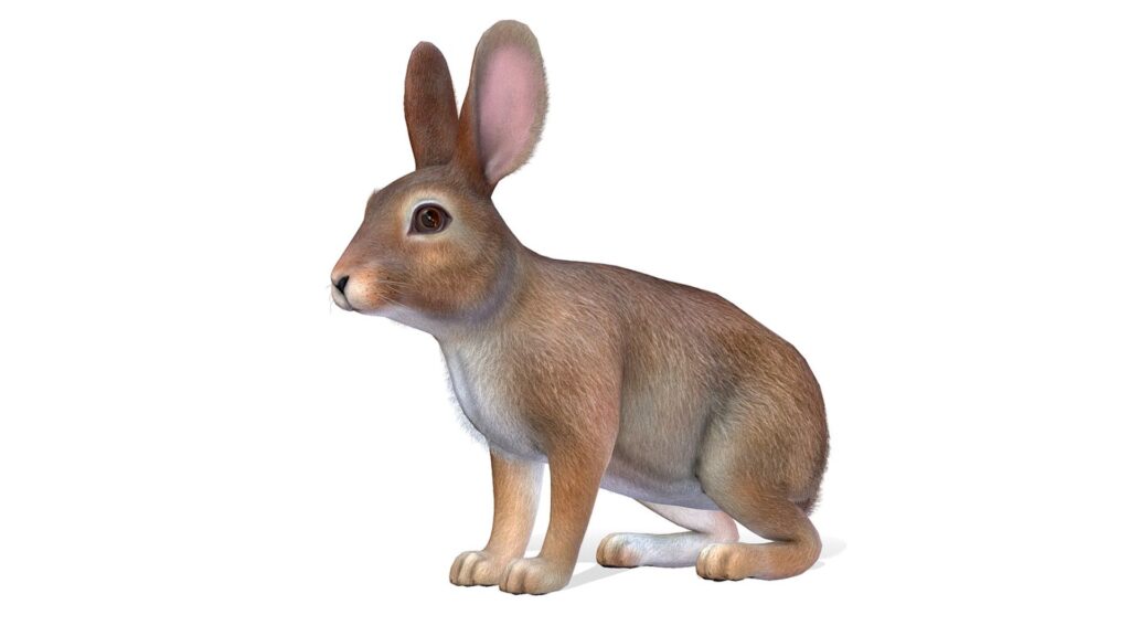 Alice in Wonderland Rabbit Names