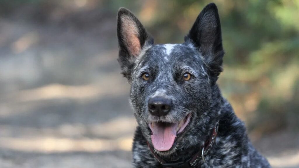  Australian Dog Names 