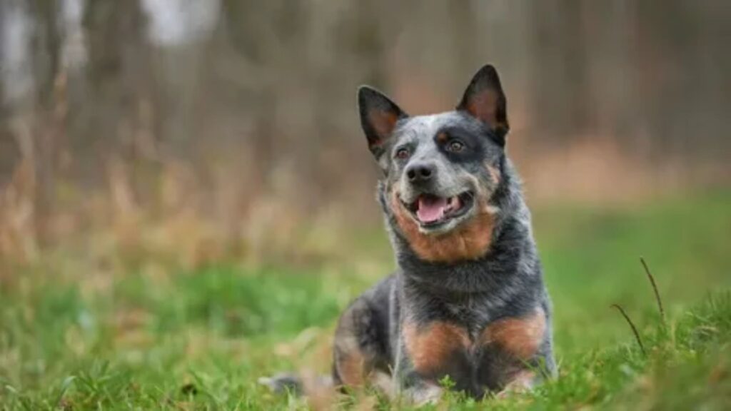  Australian Dog Names Male 