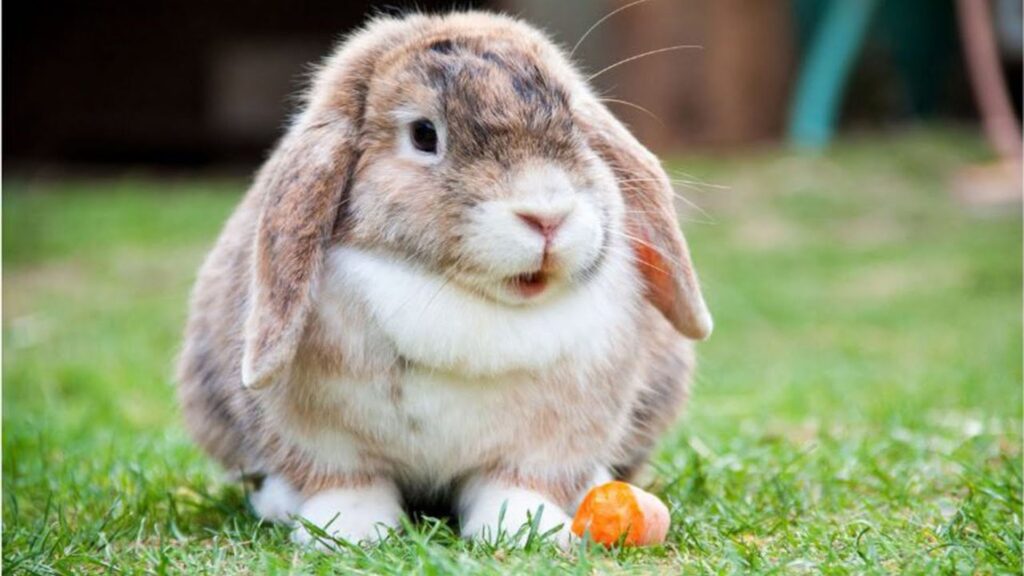 Baby Rabbit Names