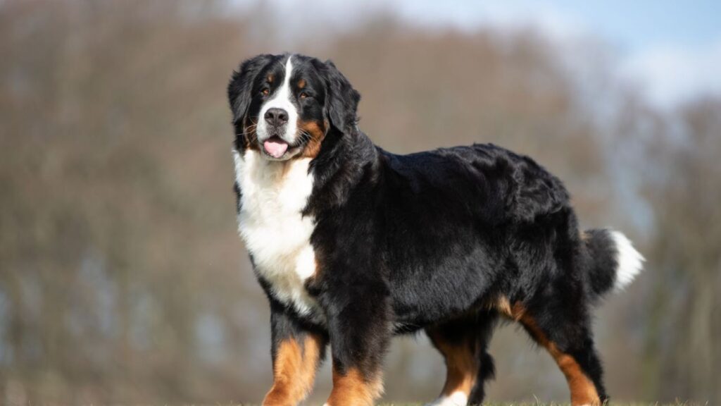 Bernese Mountain Dog Names