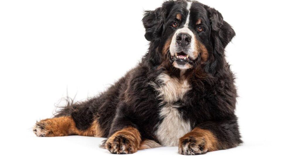 Bernese Mountain Dog Names Boy