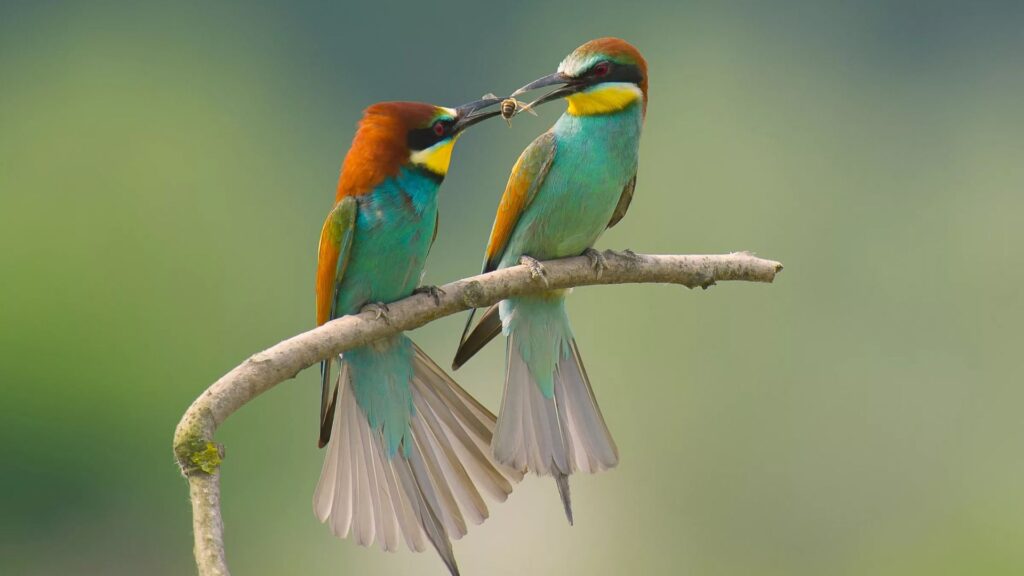 Birds Names