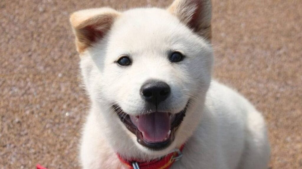 Cute Korean Dog Names
