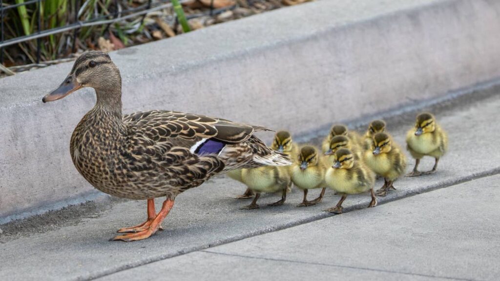 Cute Pet Duck Names