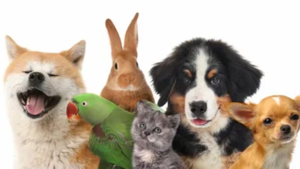 Disney Animal Names for Pets