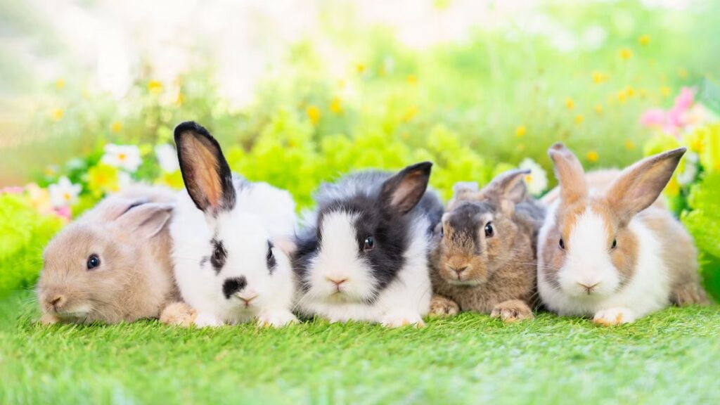 Donnie Darko Rabbit Names