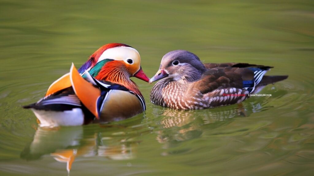 Funny Pet Duck Names